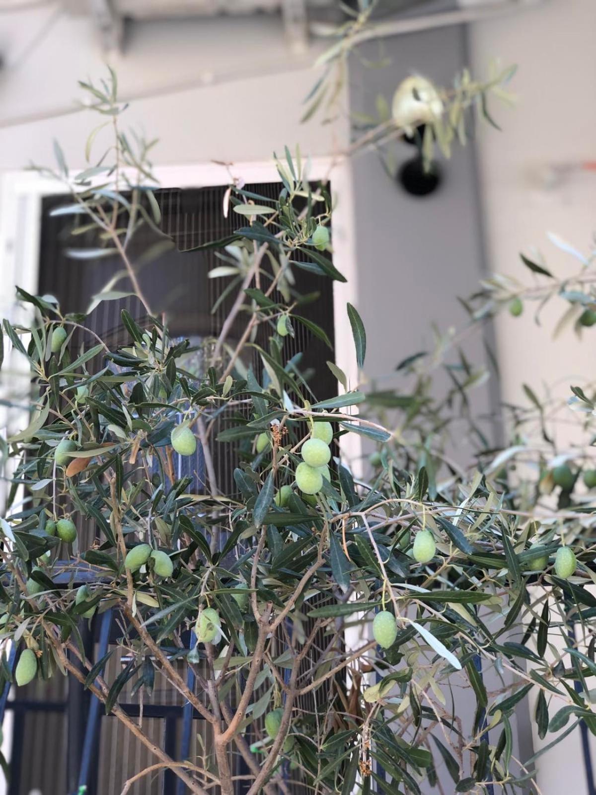 Nasos Aegina Apartment מראה חיצוני תמונה